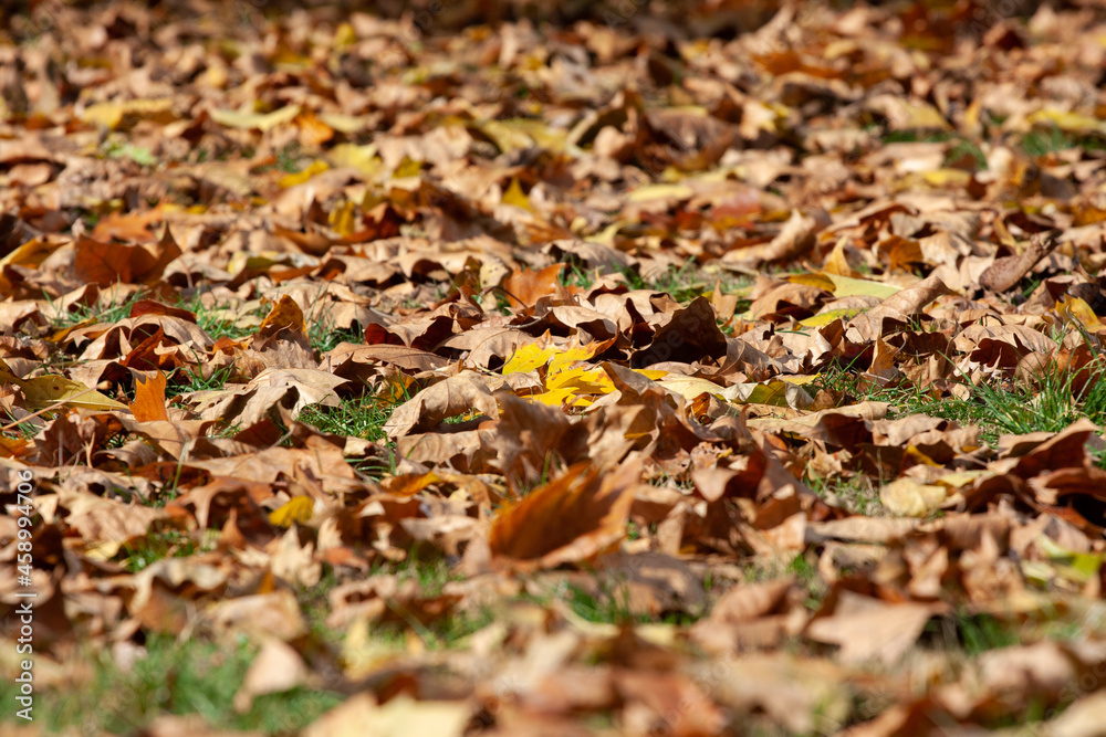 leaf leaf