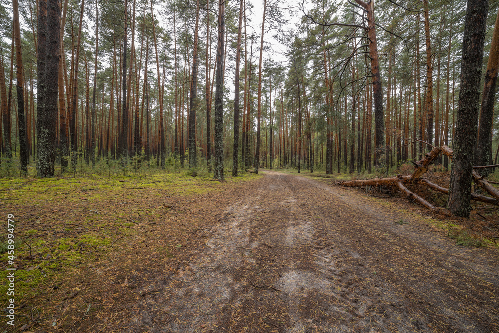 Landscape in a pine forest in autumn, Moss in the foreground. Pine forest overgrown with moss and mushrooms in rainy weather. Landscape in a pine forest in autumn, Moss in the foreground. Pine forest overgrown with moss and mushrooms in rainy weather.