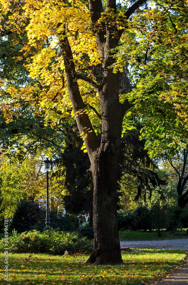 Beautiful tree against the backdrop of a colorful autumn forest with branched trees with lots of yellow, green and brown leaves, Borisova Garden, Sofia, Bulgaria   