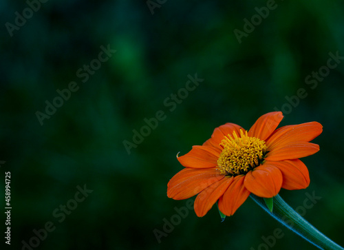 Tithonia rotundifolia