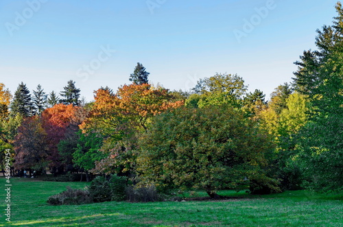 Beautiful tree against the backdrop of a colorful autumn forest with branched trees with lots of yellow, green and brown leaves, Borisova Garden, Sofia, Bulgaria 