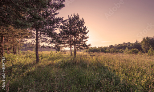 The sun's rays through the branches of trees and the young greenery of the coniferous forest. Atmospheric fabulous summer landscape. Soft sunlight. Clean nature, ecology.