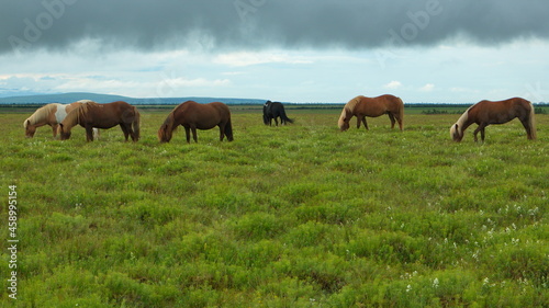Icelandic horses on a pasture in Iceland, Europe 