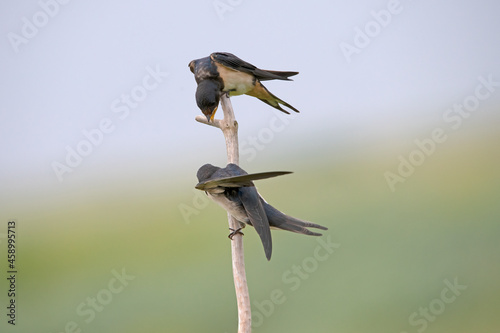 mating barn swallows on Rottumeroog. photo