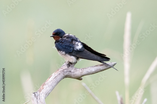 mating barn swallows on Rottumeroog. photo