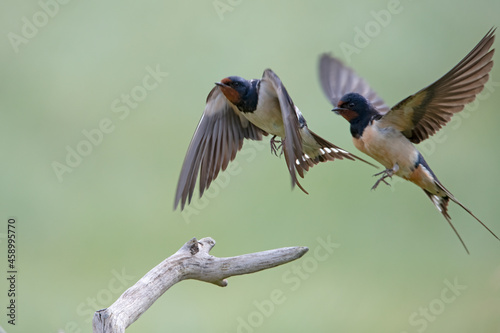 mating barn swallows on Rottumeroog.