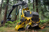 Maszyna do pozyskanie drewna w naturalnym środowisku. 