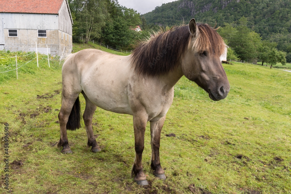 farm animals, sheep, horses, cows on the meadows in Norway