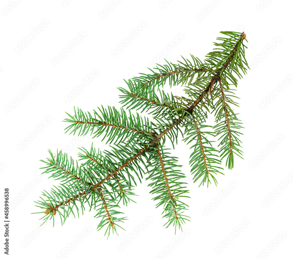 Blue spruce branch isolated on white background. Blue spruce branch isolated on white background.
