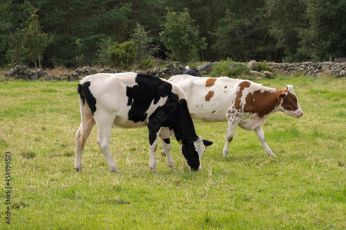 farm animals, sheep, horses, cows on the meadows in Norway