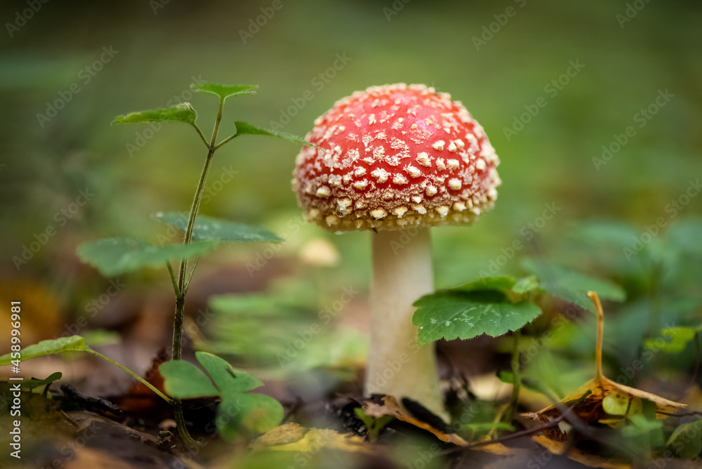 Poisonous fly agaric mushroom in autumnal forest Poisonous fly agaric mushroom in autumnal forest