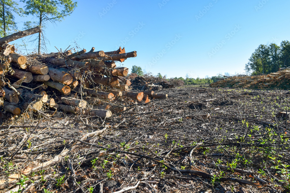 Clear Cut Logging Deforestation Habitat Destruction and Environmental Damage - obrazy, fototapety, plakaty 