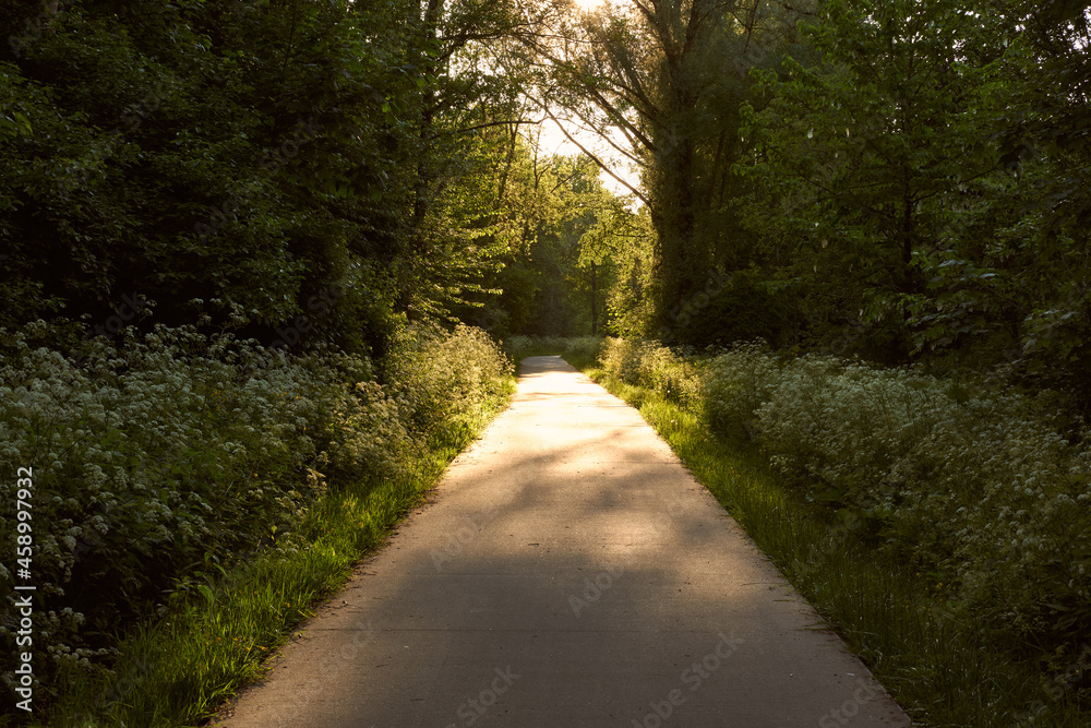 Fototapeta premium Golden hour path