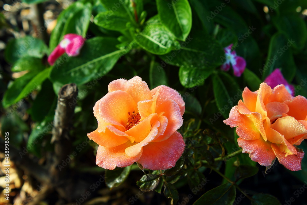 beautiful orange roses flower blooming in morning on plant in garden selected focus beautiful orange roses flower blooming in morning on plant in garden selected focus