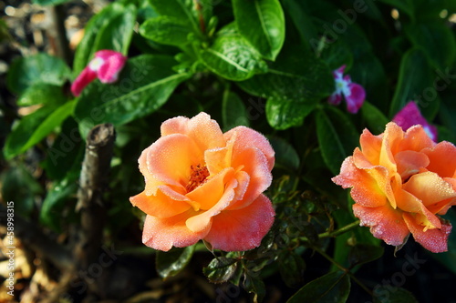 beautiful orange roses flower blooming in morning on plant in garden selected focus