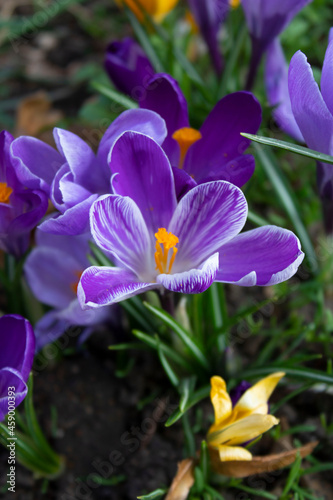 Fototapeta Naklejka Na Ścianę i Meble -  Purple Violets with Orange Stigmas in Green Grass in Spring