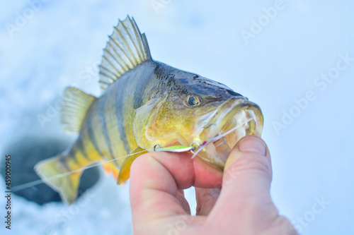 Ice fishing, fish on ice, winter weather on frozen lake. photo