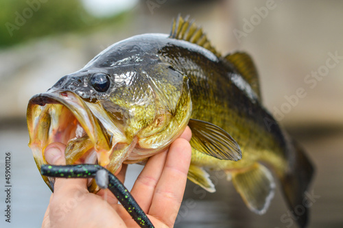 Fototapeta Naklejka Na Ścianę i Meble -  Largemouth bass held by shore fisherman, close up on the fish.