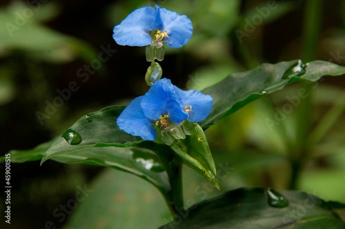Flor, Trapoeraba-Azul com gotas de orvalho sobre as suas pétalas e com folhas bem verde. photo