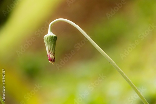 botão de flor dobrada. photo