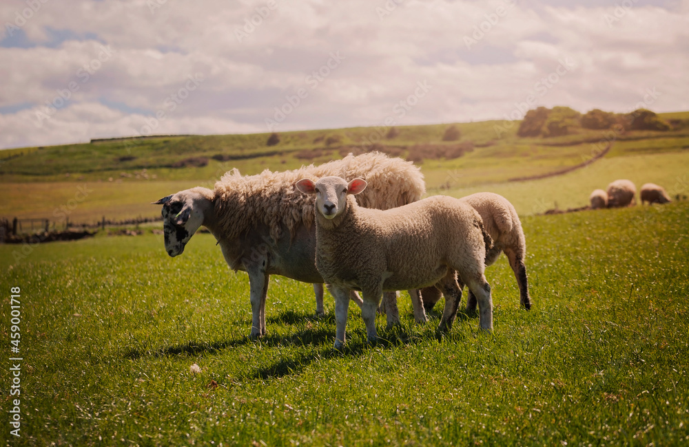 Group of sheep grazing beside the Cleveland way coastal path in North Yorkshire,UK Group of sheep grazing beside the Cleveland way coastal path in North Yorkshire,UK