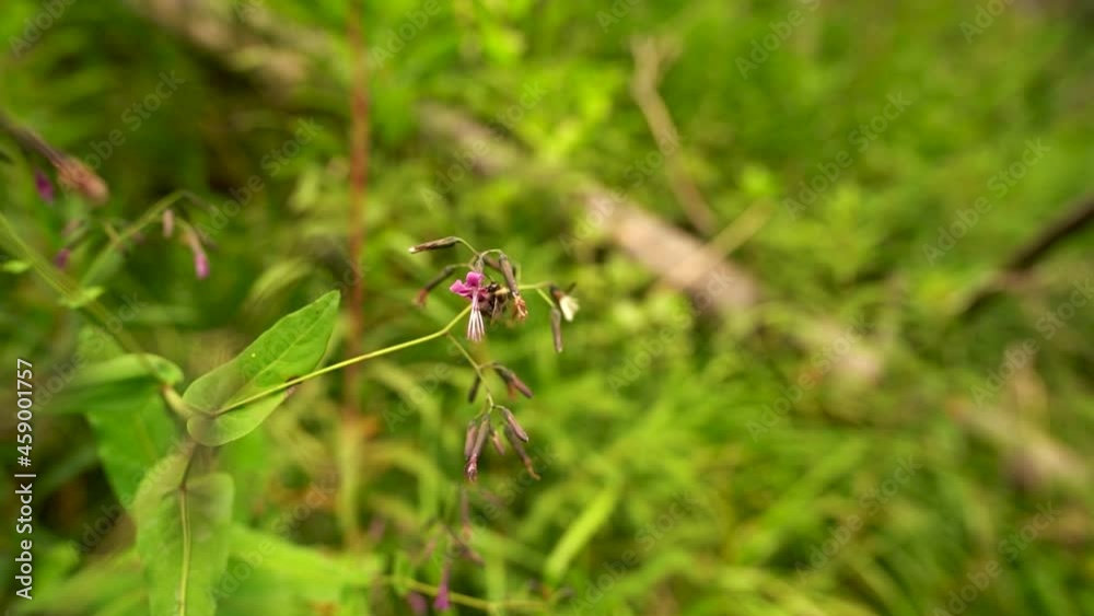 Slow motion close up of a bumble bee flying away and around greenery and flowers, pollination process during spring Slow motion close up of a bumble bee flying away and around greenery and flowers, pollination process during spring