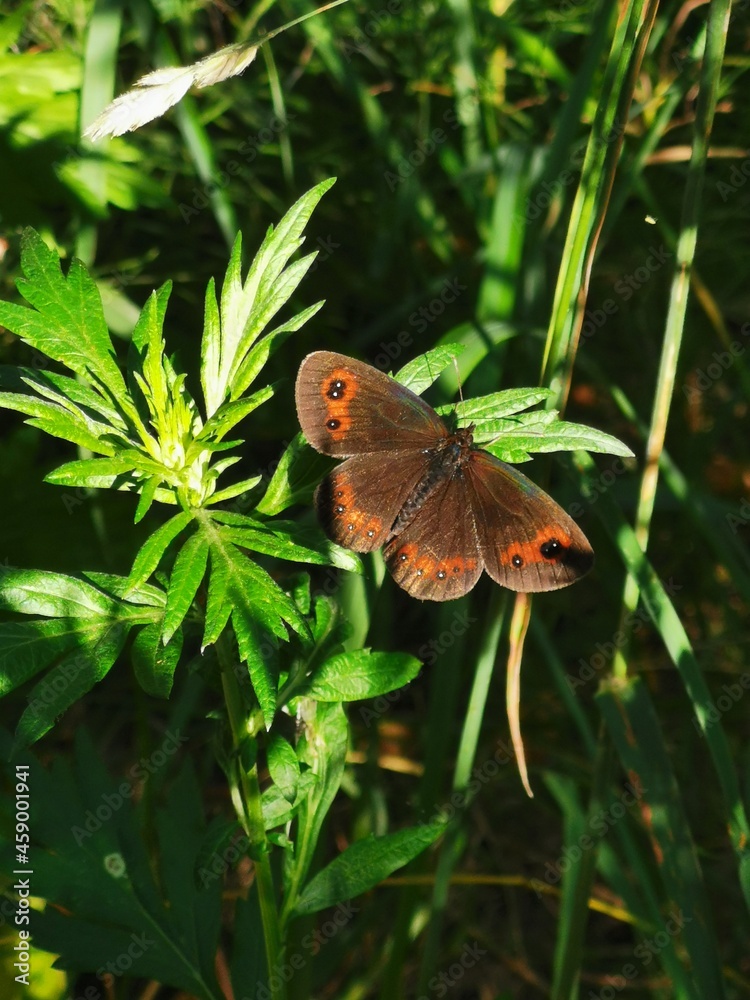 Obraz premium butterfly on green leaf
