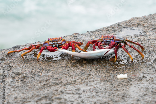 Two red stone crabs (Grapsus adscensionis) drag a dead fish. Canary Islands. Tenerife. Spain. photo