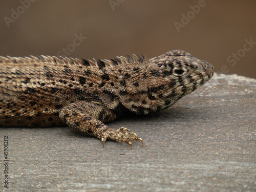 Gal  pagos lava lizard  Microlophus albemarlensis  - portrait of male lava lizard  Isabela island  Galapagos