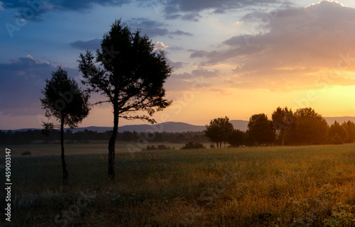 sunset in the forest © adrian