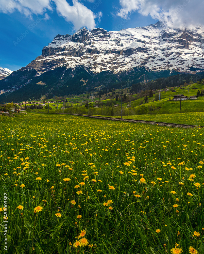 meadow with wildflowers