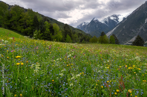 alpine meadow in the mountains