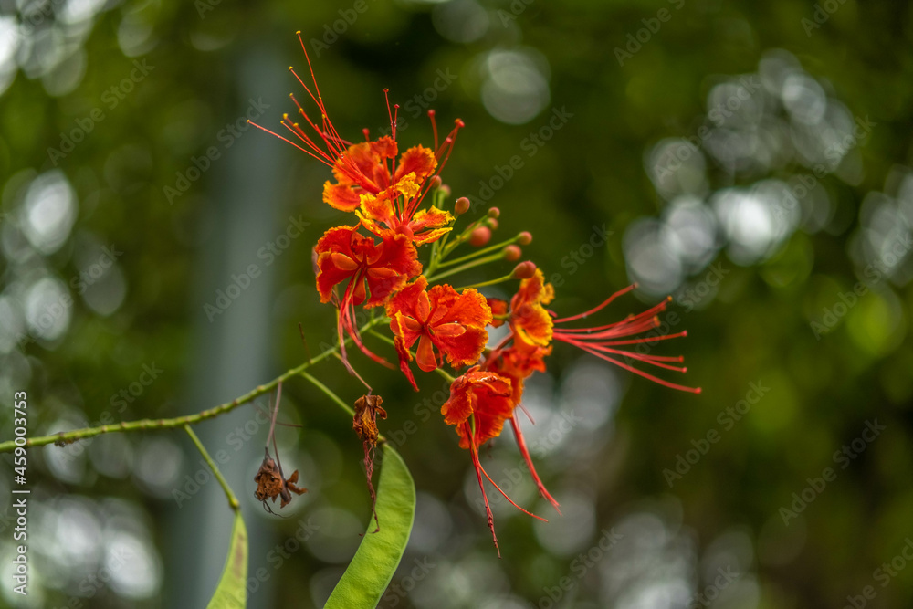 Caesalpinia flowers in full bloom, viewed from behind a steel fence on a rainy day Caesalpinia flowers in full bloom, viewed from behind a steel fence on a rainy day