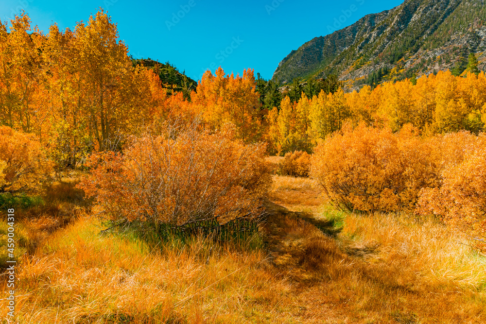 A hidden autumn meadow is surrounded by mountains in the Bishop Creek Area of California.