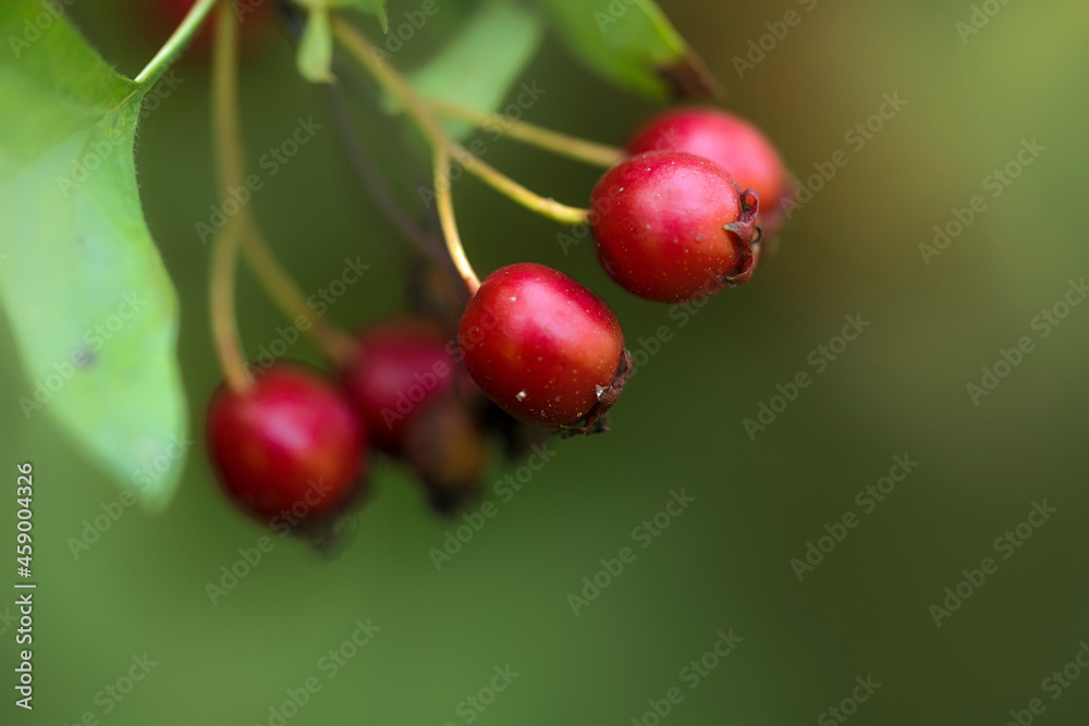 wild rose hips wild rose hips