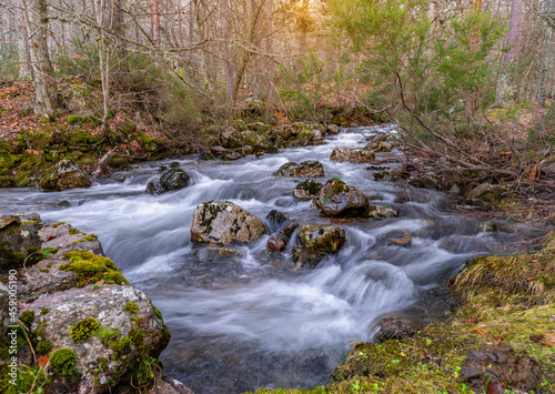 stream in the forest