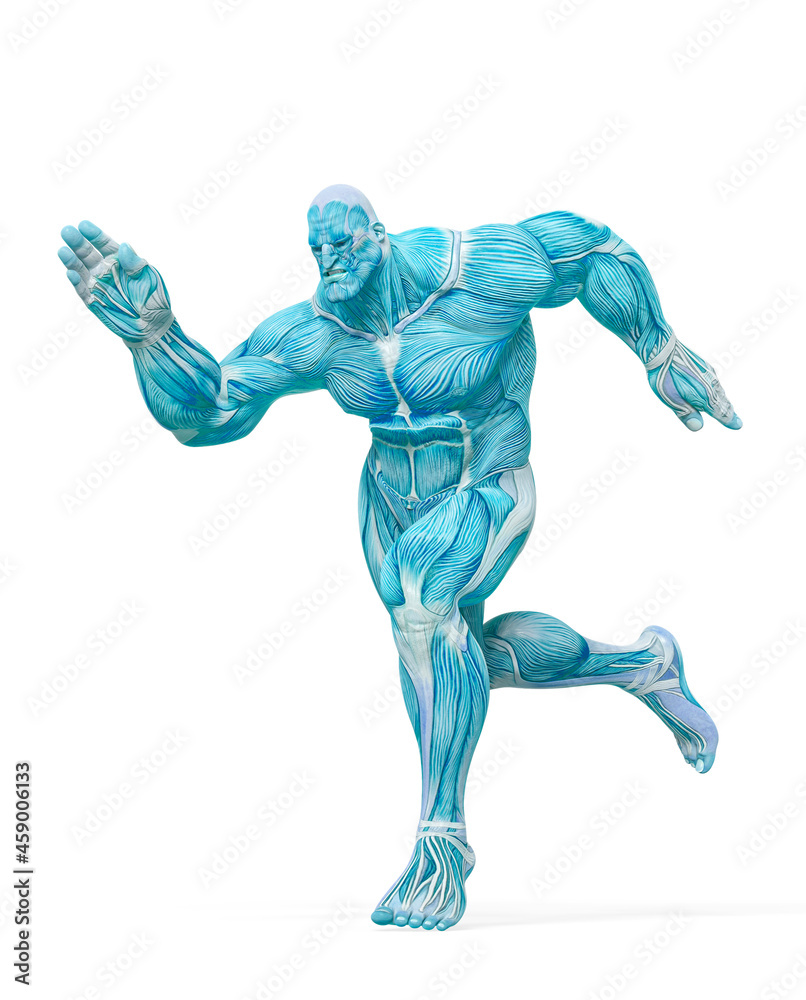 bodybuilder muscle maps is running in white background bodybuilder muscle maps is running in white background