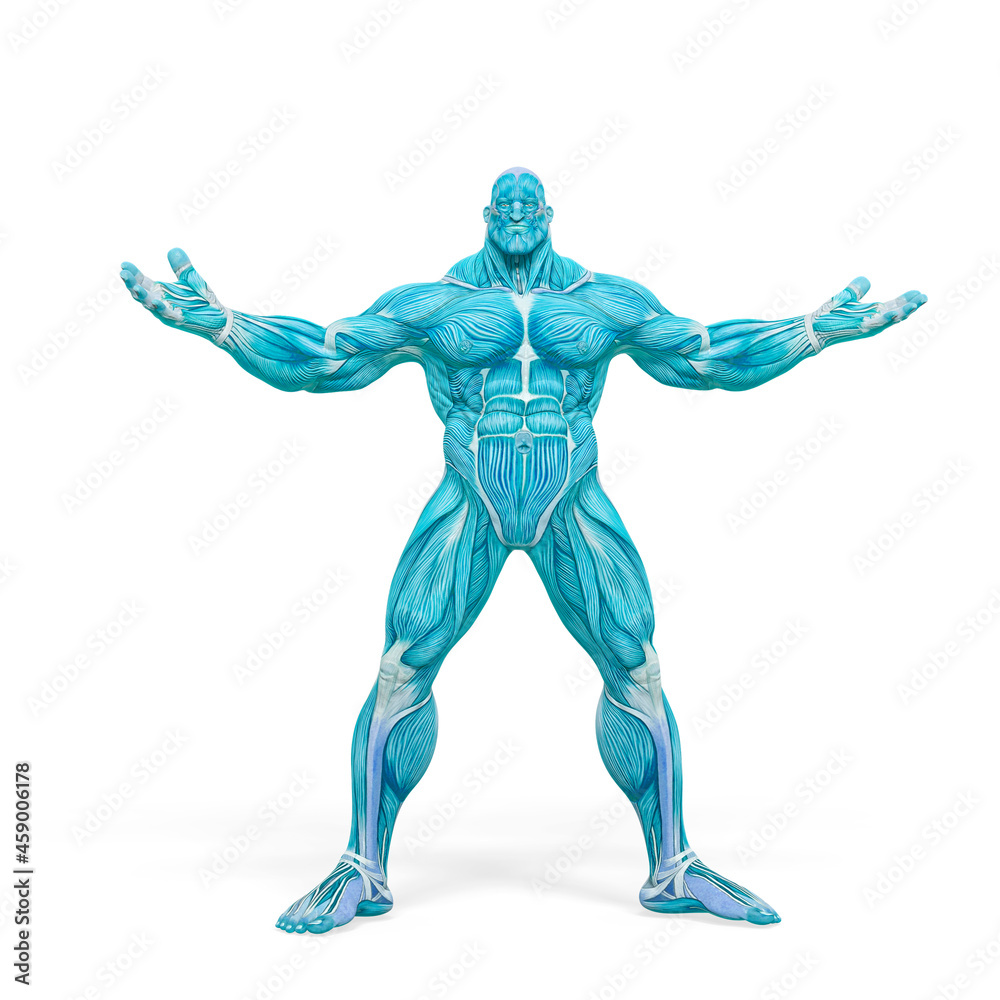 bodybuilder muscle maps with arms wid open in white background