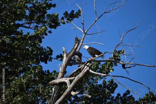 Mature American Bald Eagle perched on a bare branch in a tree with bright blue sky in the background