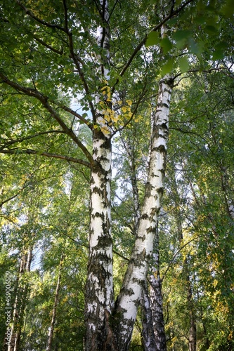 Double birch in a birch grove.