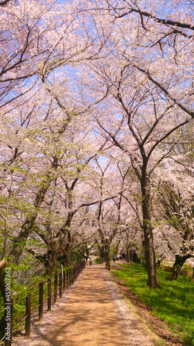 footpath with cherry trees in the park