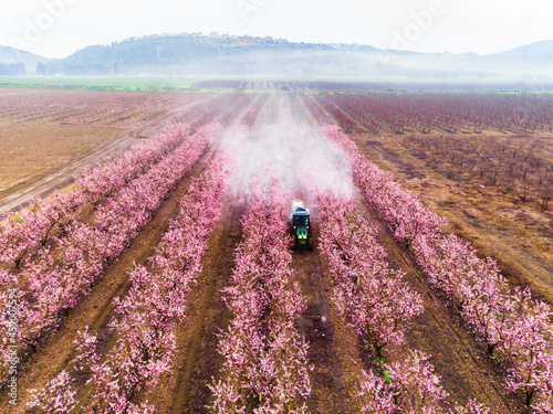 Aerial view of a tractor spraying fertiliser in Almond plantation just before sunrise during a foggy day, Beit HaKerem Valley, Israel. photo