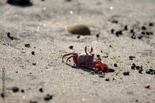 Sally lightfoot crab on the beach in Ayampe, Ecuador © Angela