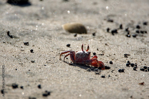 Sally lightfoot crab on the beach in Ayampe, Ecuador photo