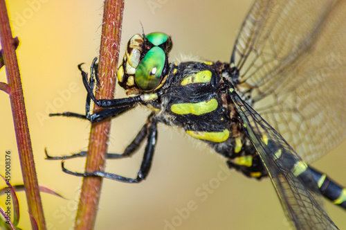 yellow dragonfly close up