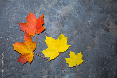 Dark background with color autumn leaves and copy space