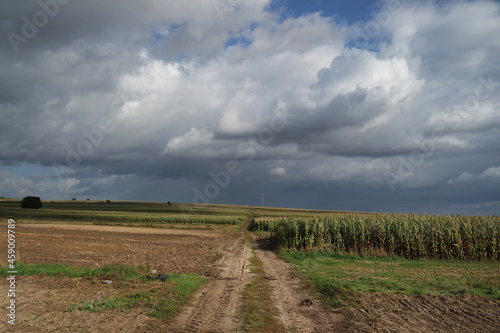 Uprawa kukurydzy jesienną porą.