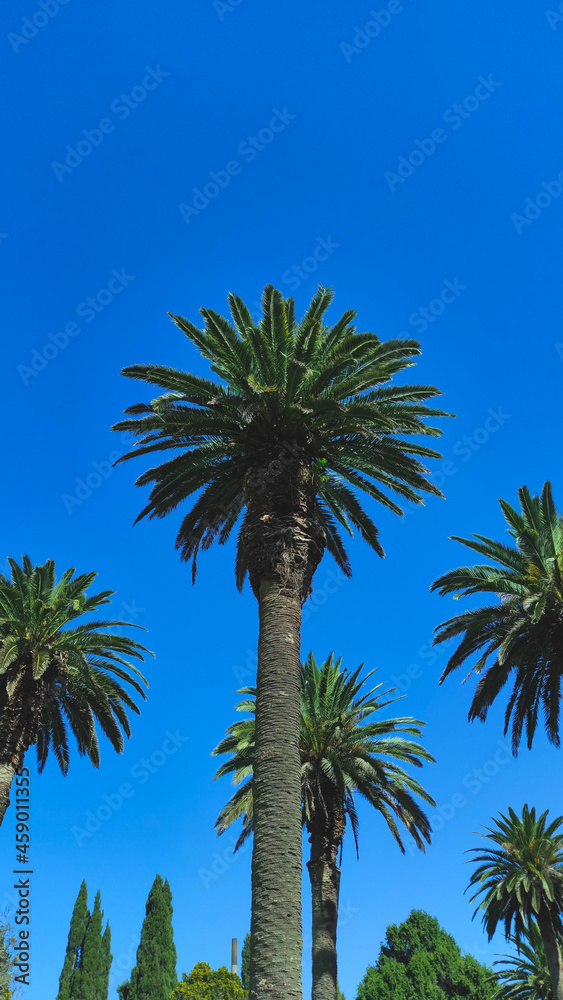 Fototapeta premium palm trees against blue sky