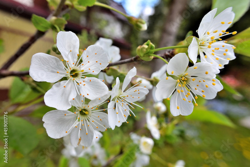 Delicate white cherry flowers