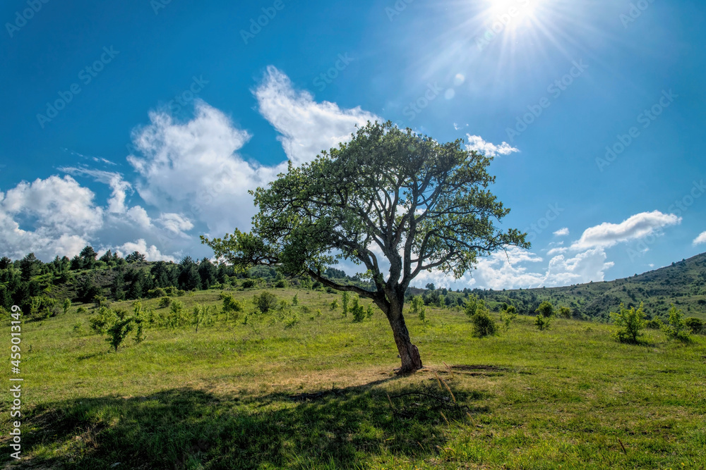 Olive tree on a sunny mediterranean meadow